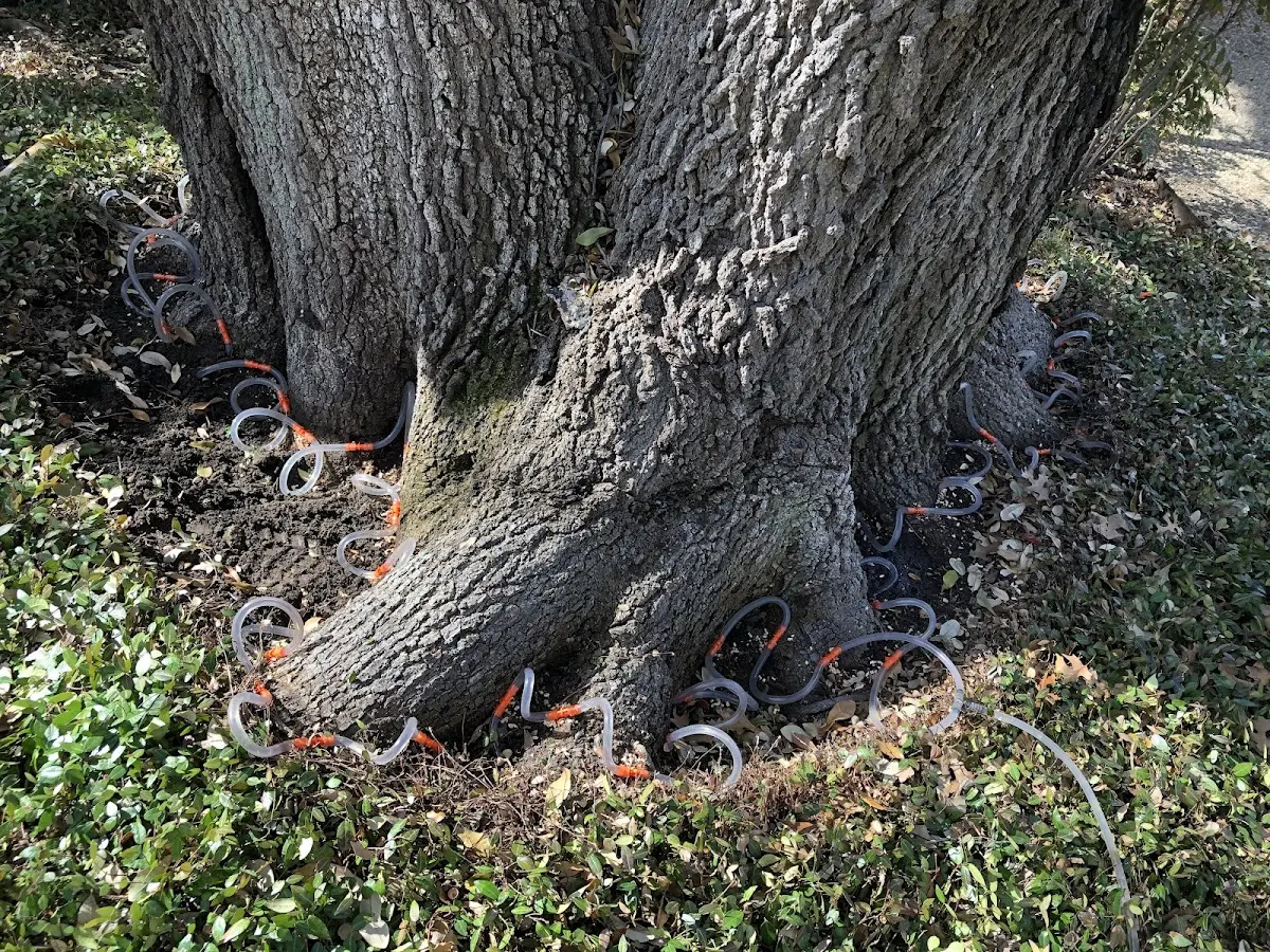 Detailed Tree Cabling and Bracing job site in Denver